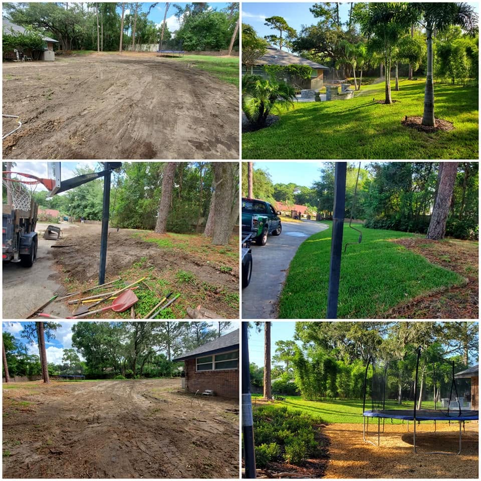 Backyard transformed from bare dirt into a lush lawn with palms and shade trees
