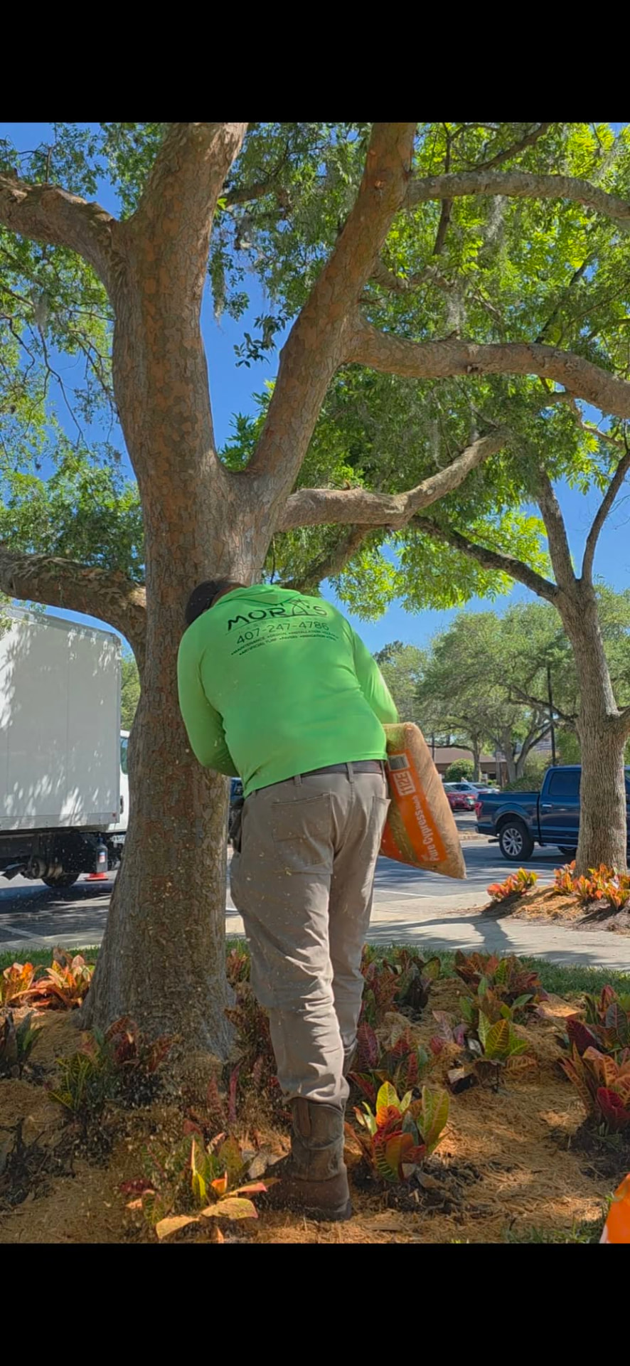 Mora's Landscaping crew mulching and planting around a tree at an Orlando home